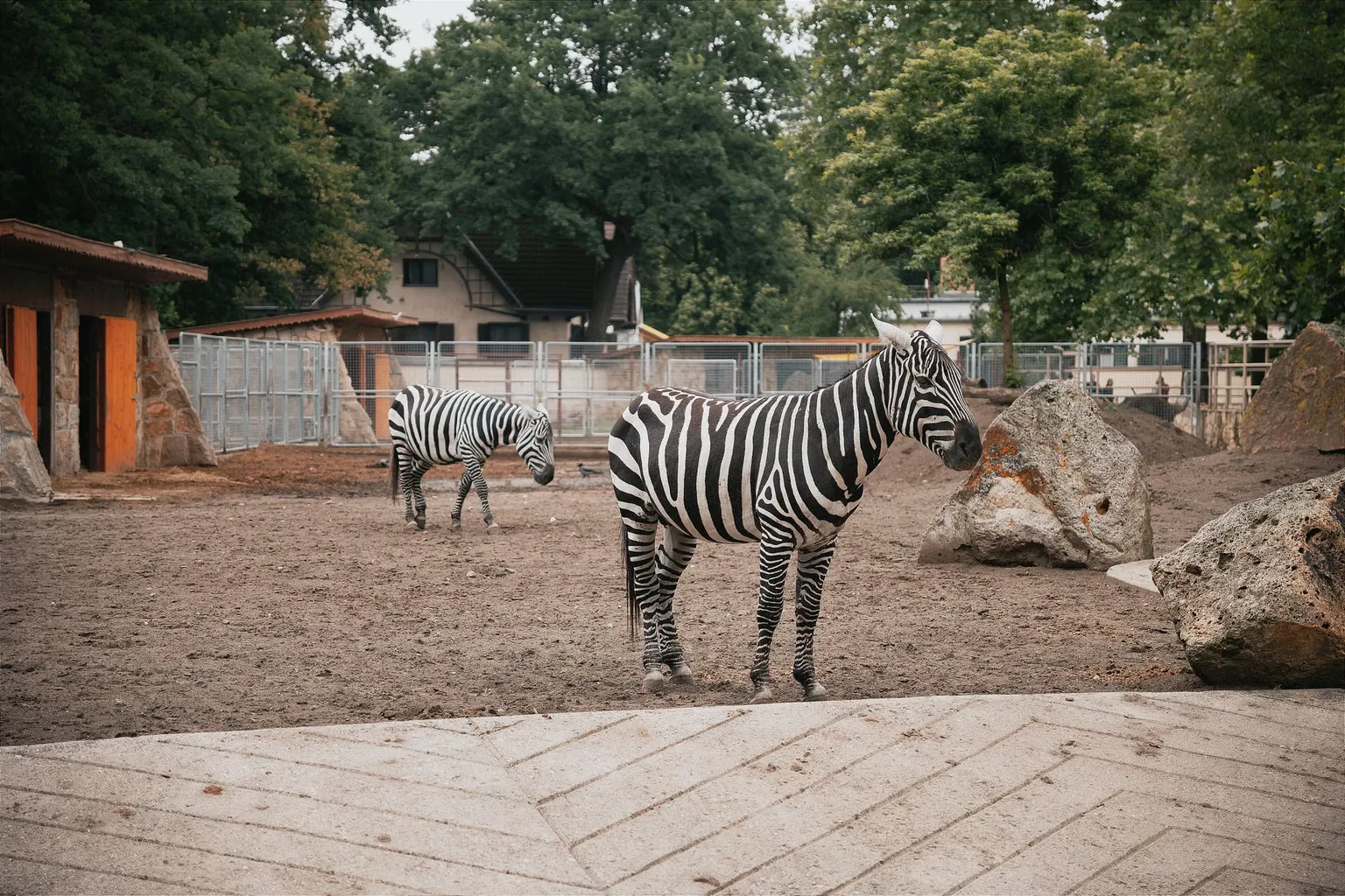 Английский язык для детей в Московском зоопарке: обзор